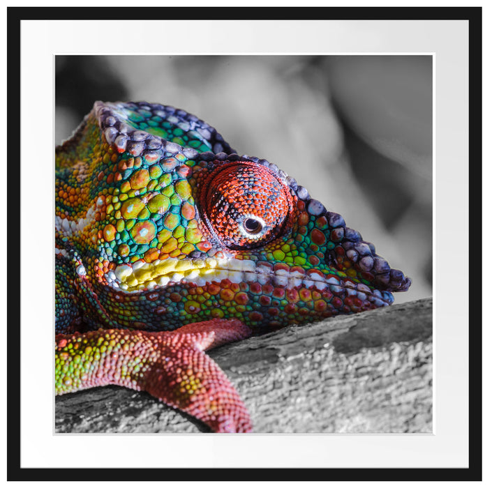 Chamäleon aus Madagaskar Passepartout Quadratisch 70x70