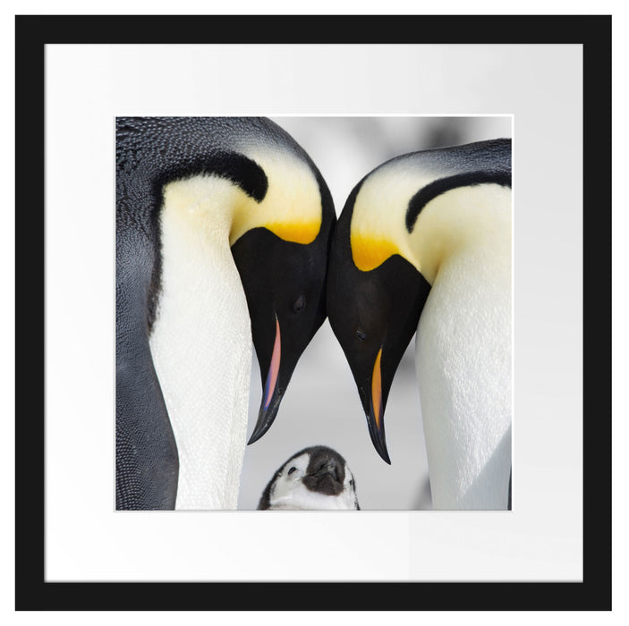 Kaiserpiguinpärchen Liebe Passepartout Quadratisch 40x40