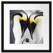 Kaiserpiguinpärchen Liebe Passepartout Quadratisch 40x40
