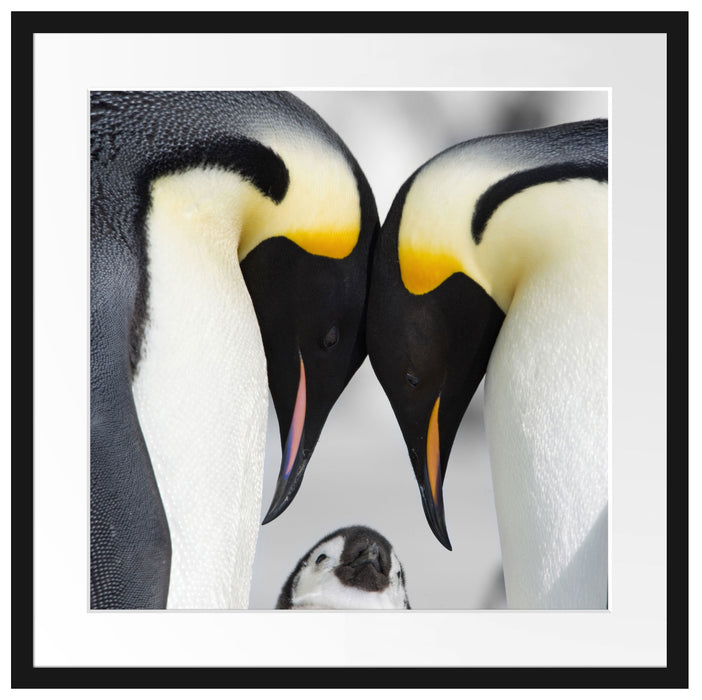 Kaiserpiguinpärchen Liebe Passepartout Quadratisch 55x55