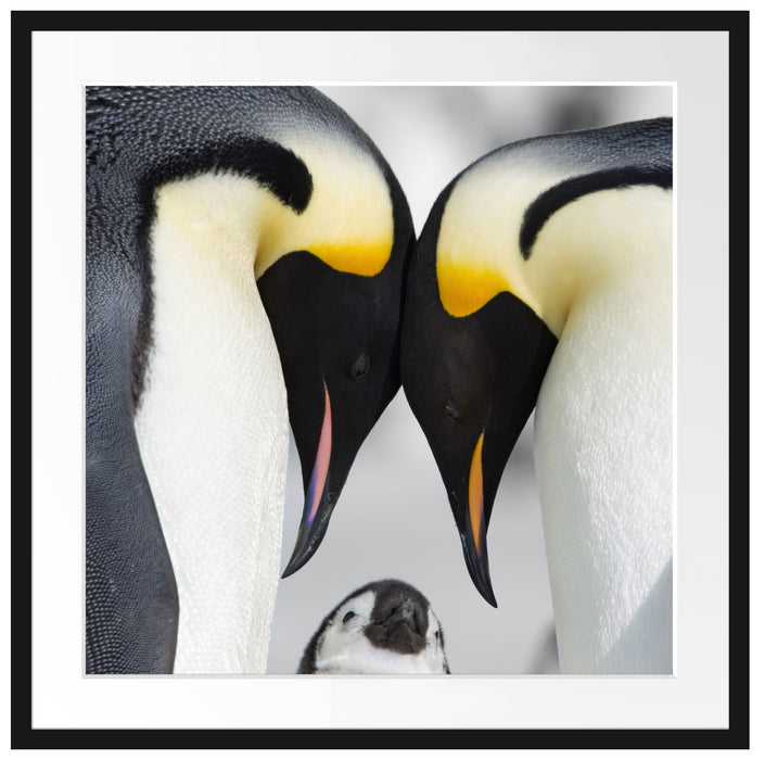 Kaiserpiguinpärchen Liebe Passepartout Quadratisch 70x70