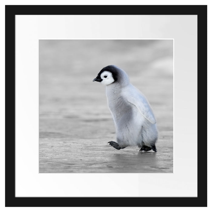 Niedliches Kaiserpinguinkücken Passepartout Quadratisch 40x40