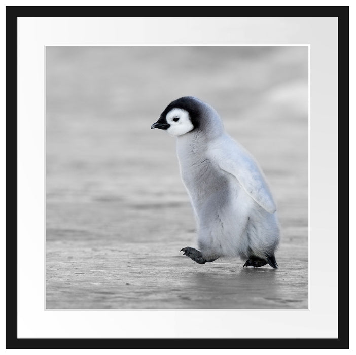 Niedliches Kaiserpinguinkücken Passepartout Quadratisch 55x55