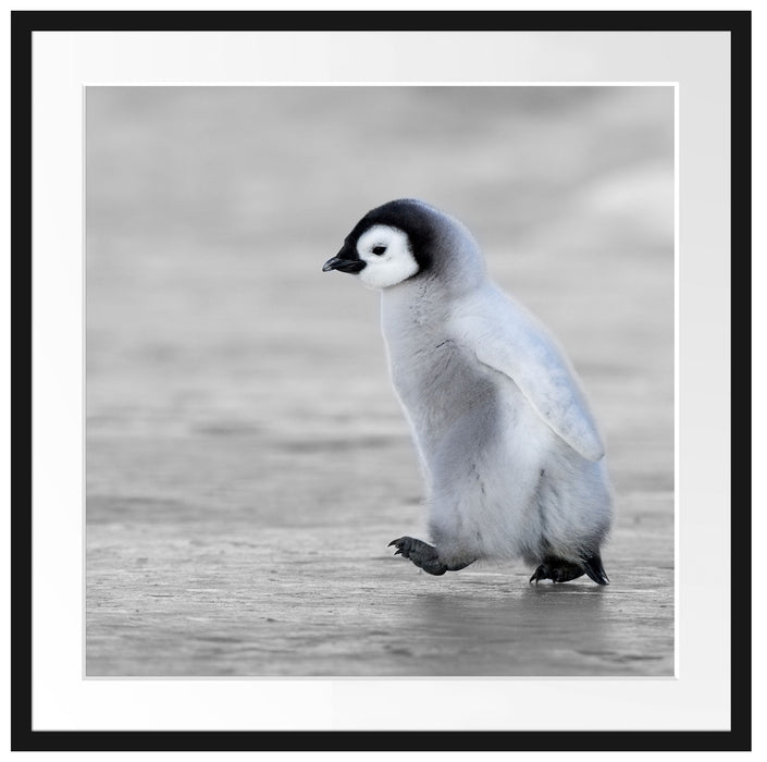 Niedliches Kaiserpinguinkücken Passepartout Quadratisch 70x70