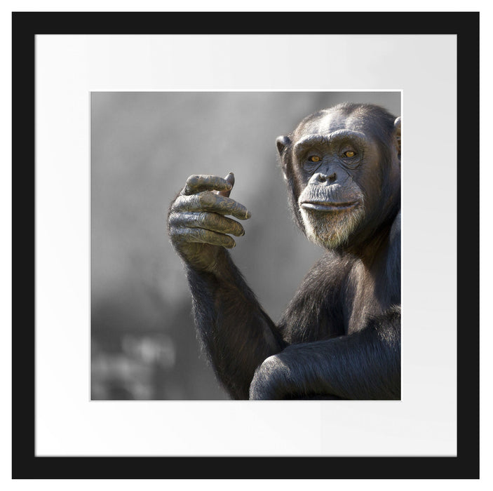 Aufmerksamer Schimpanse Passepartout Quadratisch 40x40