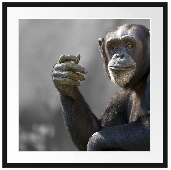 Aufmerksamer Schimpanse Passepartout Quadratisch 70x70