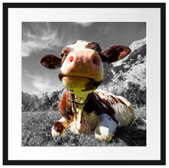 Kuh im Karwendelgebirge Passepartout Quadratisch 55x55