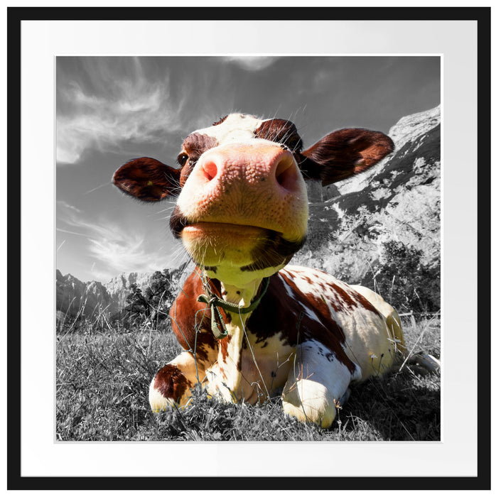 Kuh im Karwendelgebirge Passepartout Quadratisch 70x70