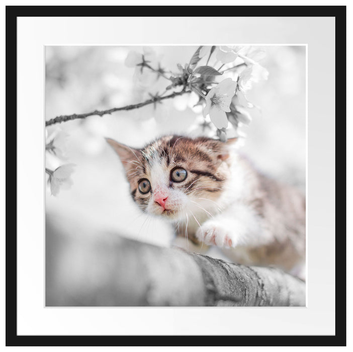 Süßes Kätzchen im Kirschbaum Passepartout Quadratisch 55x55