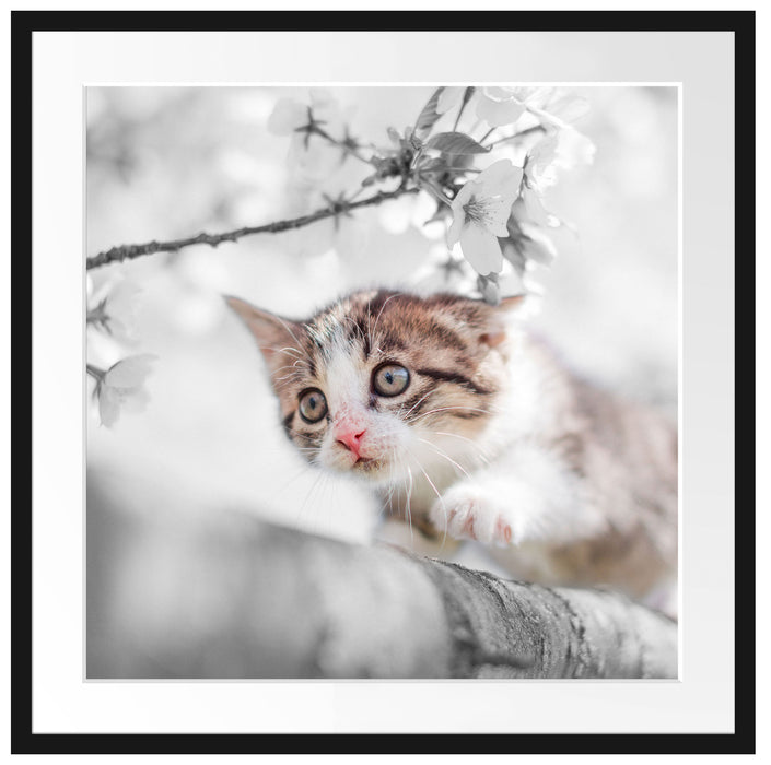 Süßes Kätzchen im Kirschbaum Passepartout Quadratisch 70x70