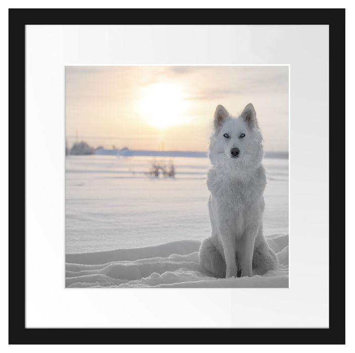 Weißer Wolf im Schnee Passepartout Quadratisch 40x40