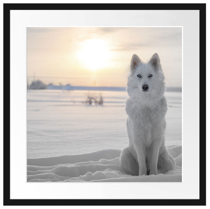 Weißer Wolf im Schnee Passepartout Quadratisch 55x55