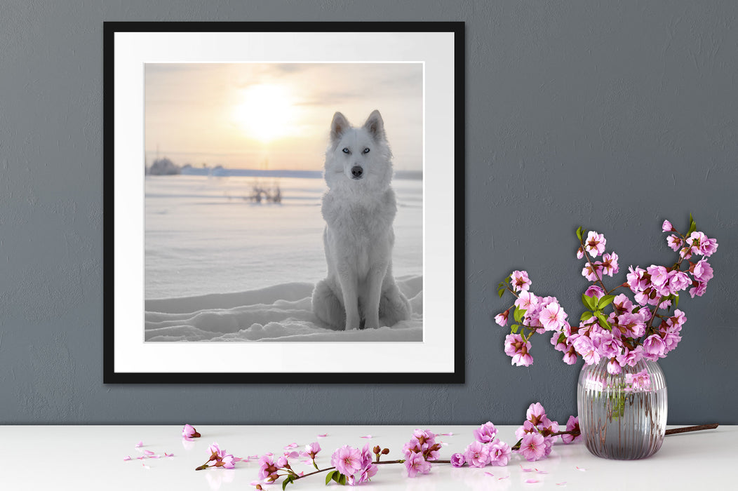 Weißer Wolf im Schnee Quadratisch Passepartout Dekovorschlag