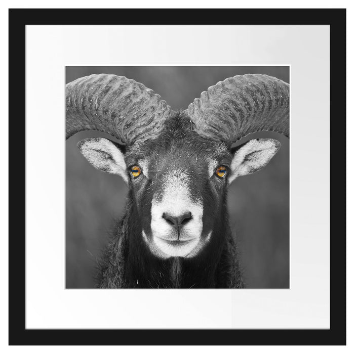 Mufflon Porträt Passepartout Quadratisch 40x40