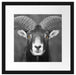 Mufflon Porträt Passepartout Quadratisch 40x40