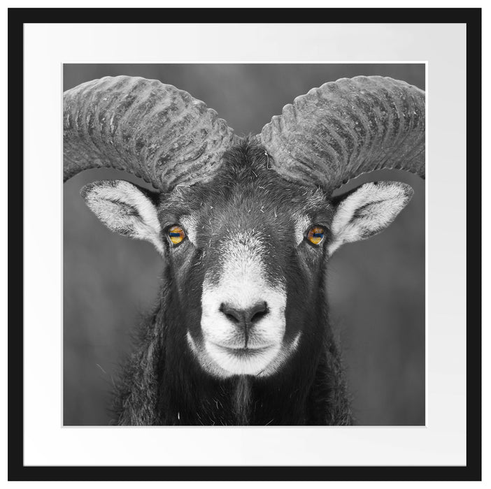 Mufflon Porträt Passepartout Quadratisch 55x55