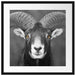 Mufflon Porträt Passepartout Quadratisch 55x55