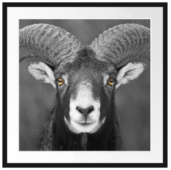 Mufflon Porträt Passepartout Quadratisch 70x70