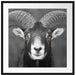 Mufflon Porträt Passepartout Quadratisch 70x70