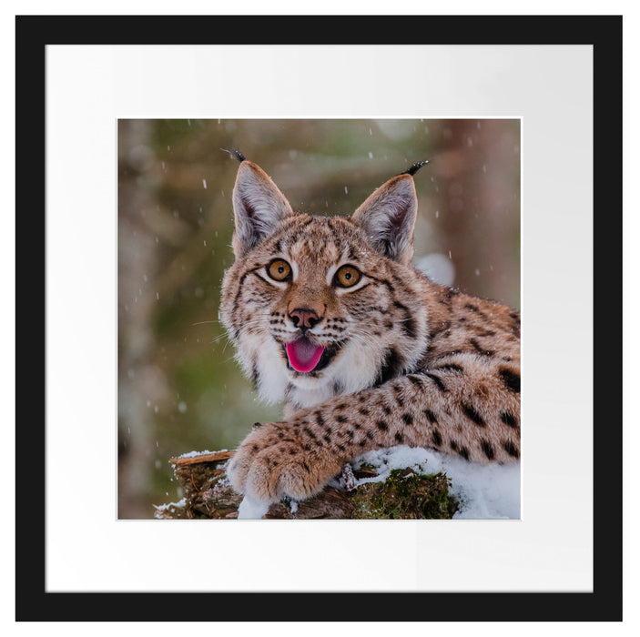 Luchs auf schneebedecktem Baumstumpf Passepartout Quadratisch 40