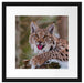 Luchs auf schneebedecktem Baumstumpf Passepartout Quadratisch 40