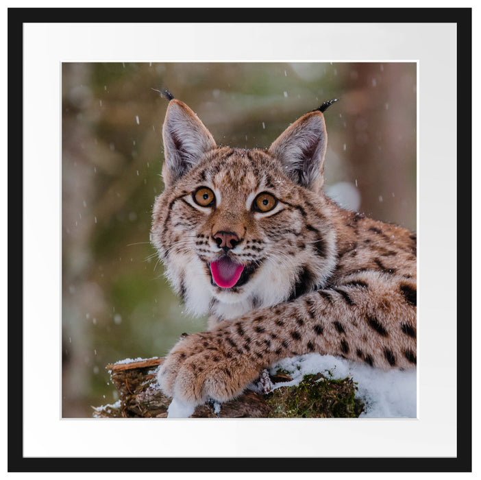 Luchs auf schneebedecktem Baumstumpf Passepartout Quadratisch 55