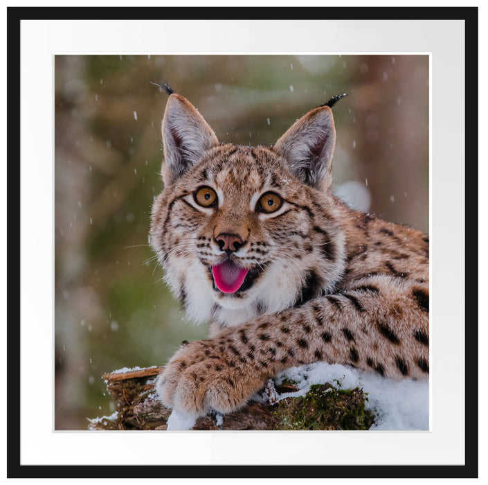 Luchs auf schneebedecktem Baumstumpf Passepartout Quadratisch 70