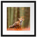 Neugieriger Fuchs im Herbstwald Passepartout Quadratisch 40