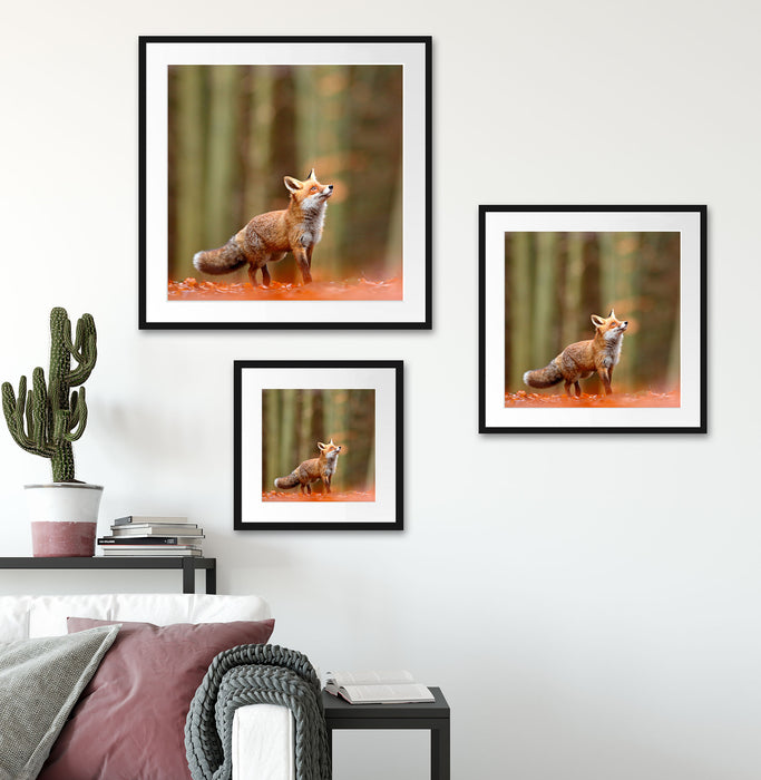 Neugieriger Fuchs im Herbstwald Passepartout Wohnzimmer Quadratisch
