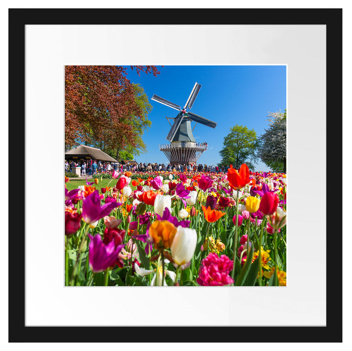 Holländisches Tulpenmeer vor Windmühle Passepartout Quadratisch 40
