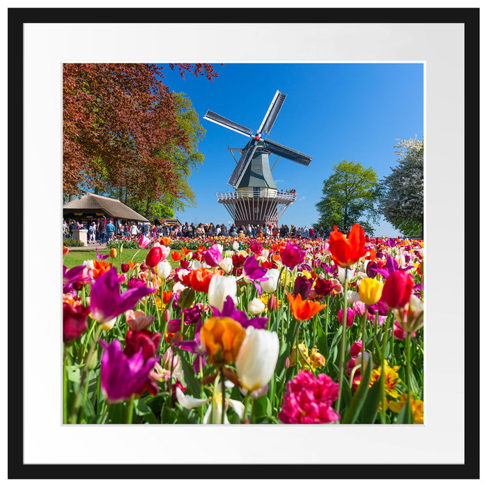 Holländisches Tulpenmeer vor Windmühle Passepartout Quadratisch 55