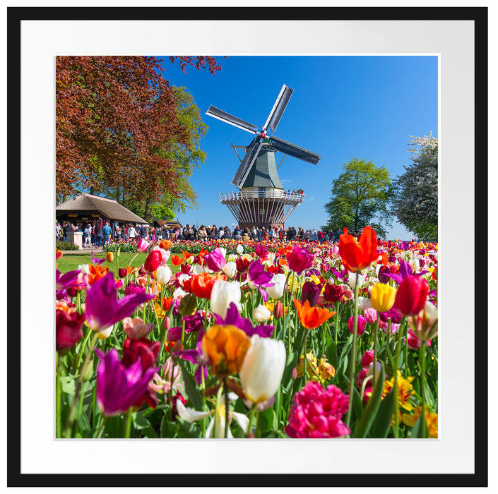 Holländisches Tulpenmeer vor Windmühle Passepartout Quadratisch 70