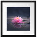 Leuchtende Lotusblüte auf grauer Pfütze Passepartout Quadratisch 40