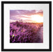 Lavendellandschaft bei Sonnenuntergang Passepartout Quadratisch 40
