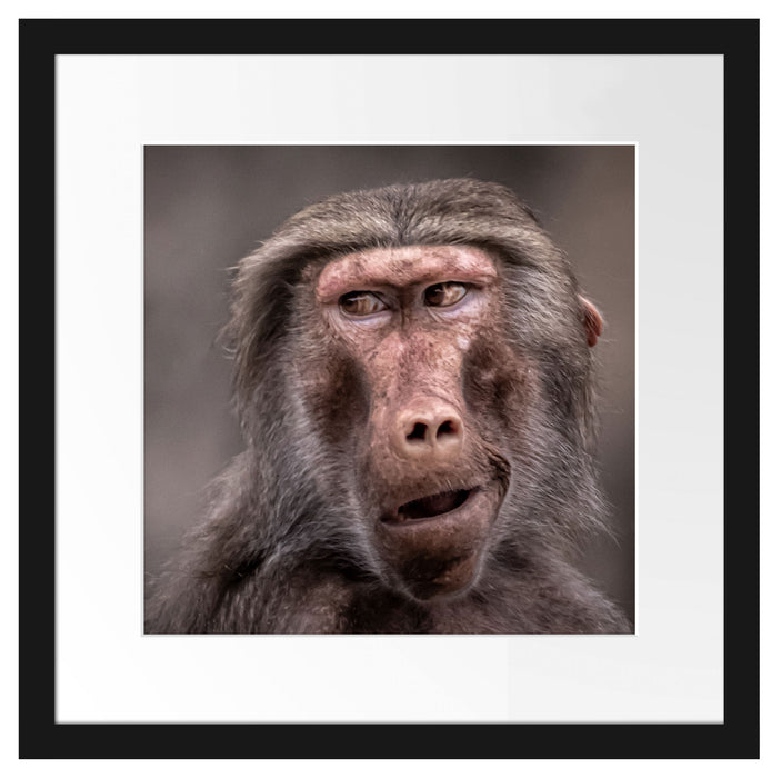 Skeptischer Affe schielt zur Seite Passepartout Quadratisch 40