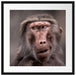 Skeptischer Affe schielt zur Seite Passepartout Quadratisch 55