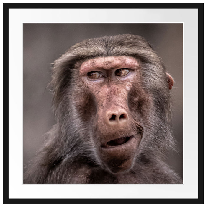 Skeptischer Affe schielt zur Seite Passepartout Quadratisch 70