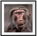 Skeptischer Affe schielt zur Seite Passepartout Quadratisch 70