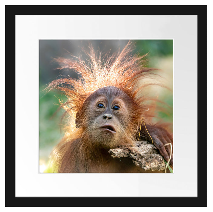 Lustiger Baby Orang-Utan mit Rinde Passepartout Quadratisch 40