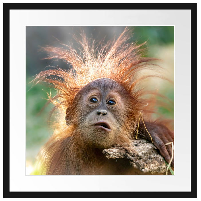 Lustiger Baby Orang-Utan mit Rinde Passepartout Quadratisch 55