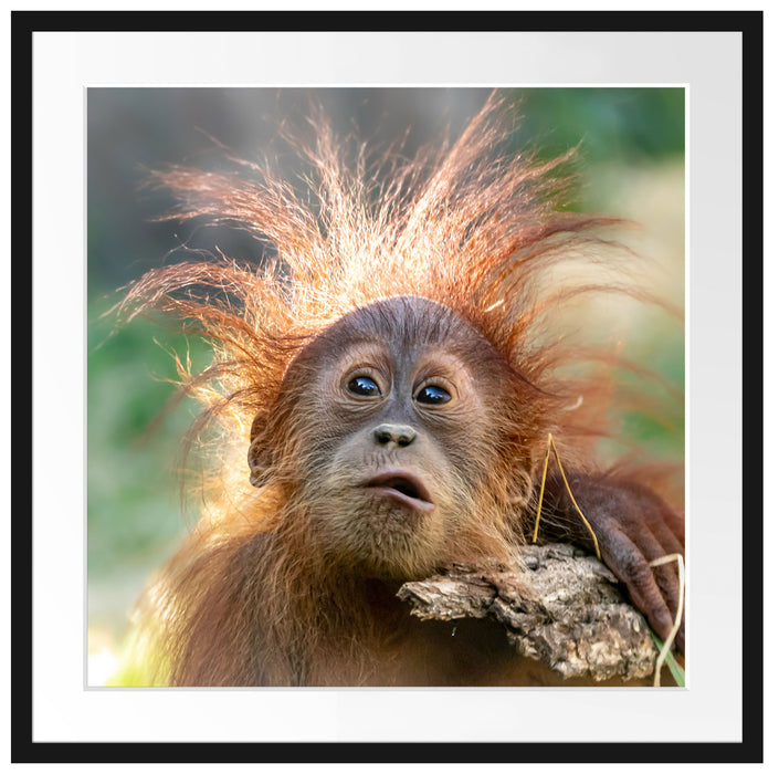 Lustiger Baby Orang-Utan mit Rinde Passepartout Quadratisch 70