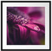 Nahaufnahme Tropfen auf lila Blume Passepartout Quadratisch 55