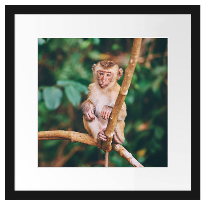 Kleines Äffchen sitzt auf Ast Passepartout Quadratisch 40