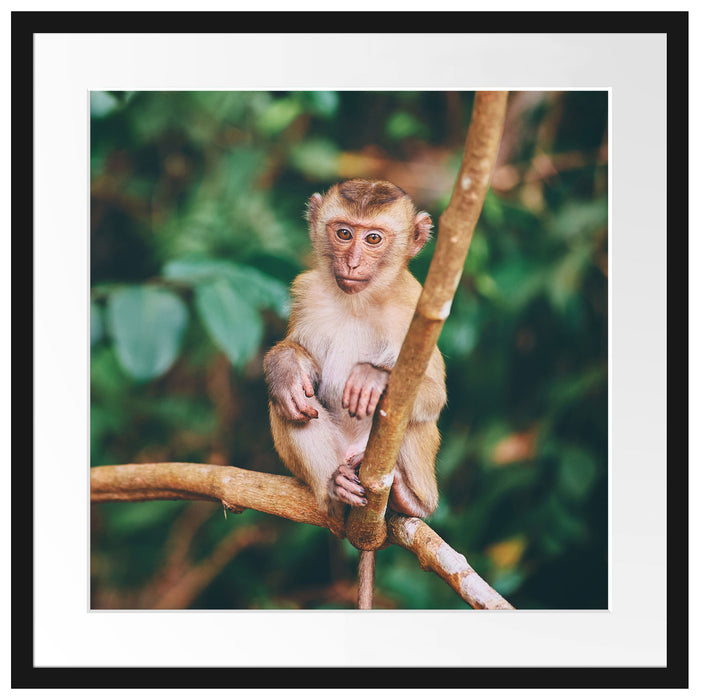 Kleines Äffchen sitzt auf Ast Passepartout Quadratisch 55