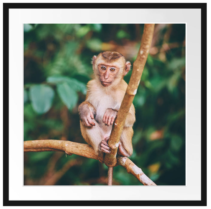 Kleines Äffchen sitzt auf Ast Passepartout Quadratisch 70