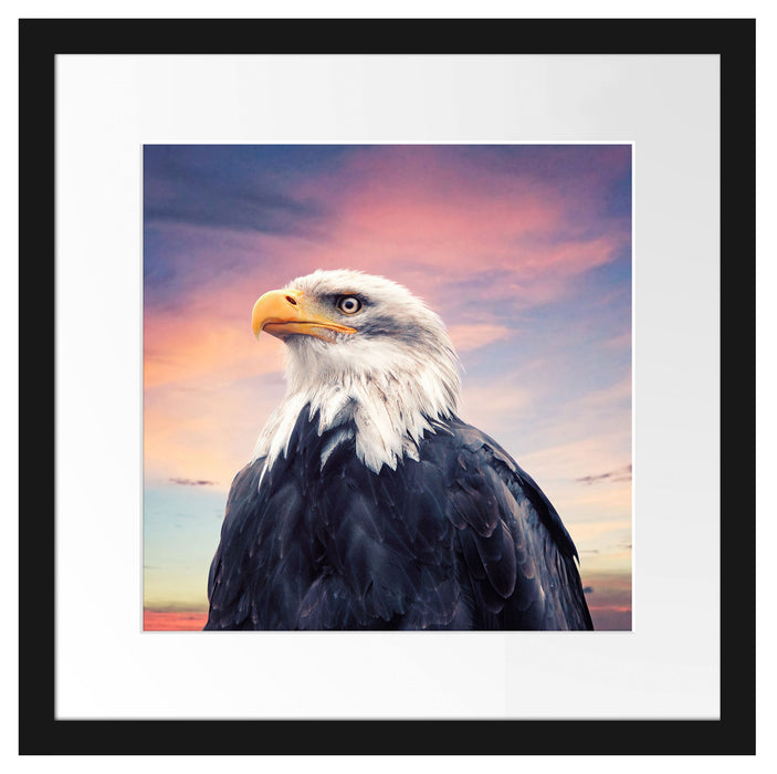 Weisskopfseeadler im Sonnenuntergang Passepartout Quadratisch 40