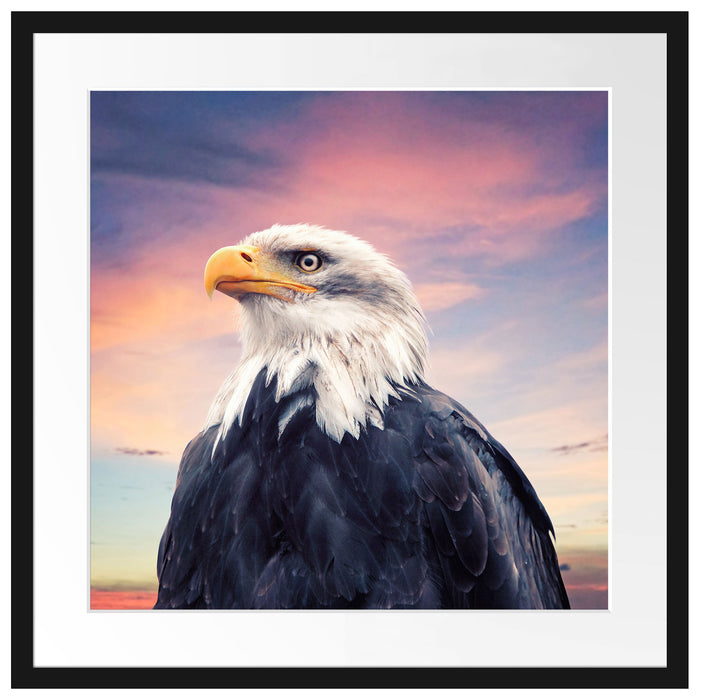 Weisskopfseeadler im Sonnenuntergang Passepartout Quadratisch 55