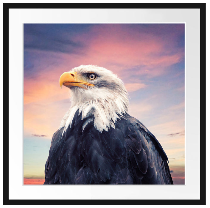 Weisskopfseeadler im Sonnenuntergang Passepartout Quadratisch 70