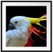 Papagei mit buntem Kamm Passepartout Quadratisch 70
