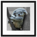 Schlafender Koala im Baum B&W Detail Passepartout Quadratisch 40